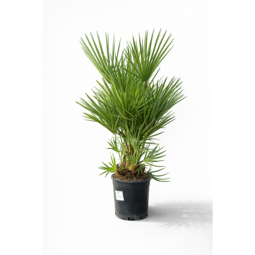 Chameorops Humilis 80cm